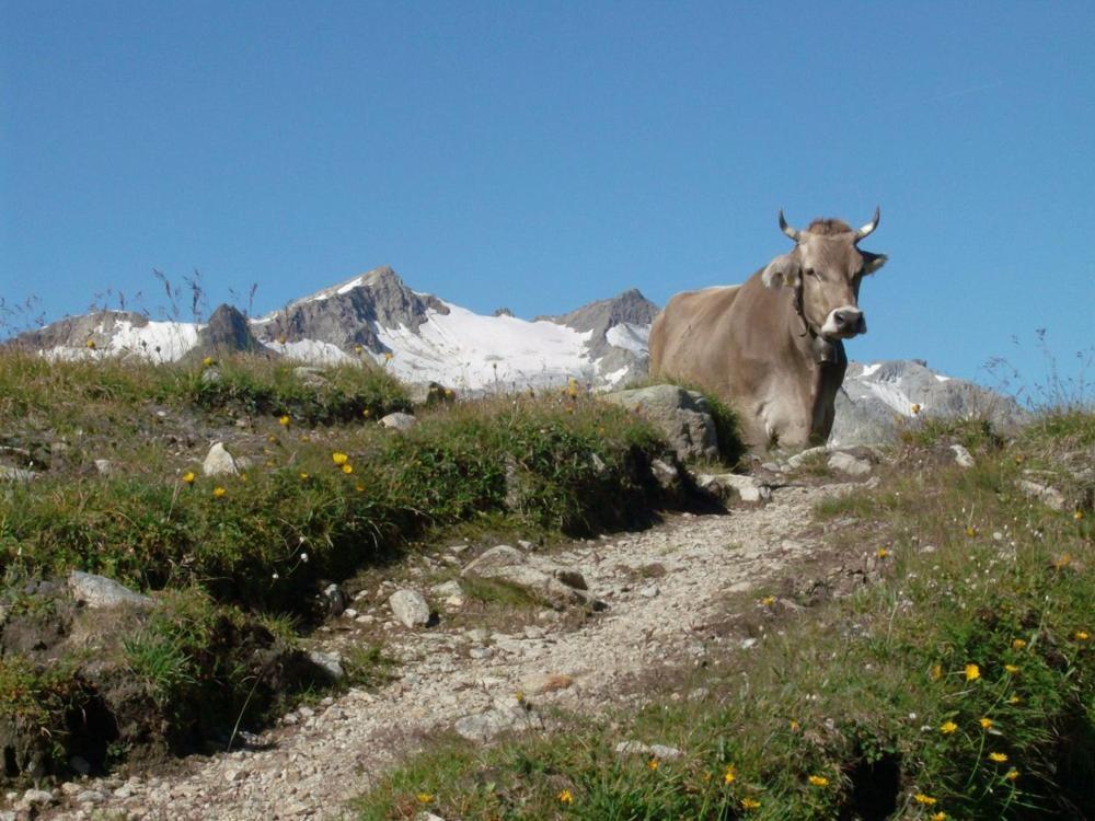 Diese Einfache Unterkunft- Bergheimat Ist Nur Fuer Backpacker- Rucksacktouristen Und Radfahrer - Huettenfeeling Im Backpackerhoues- Ganz Einfach - Ganz Unkompliziert - Ganz Relaxd Villa Linthal Esterno foto