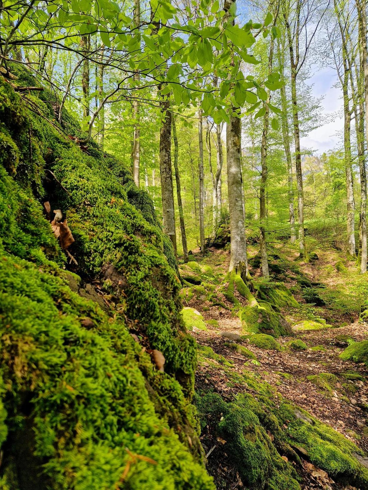 Diese Einfache Unterkunft- Bergheimat Ist Nur Fuer Backpacker- Rucksacktouristen Und Radfahrer - Huettenfeeling Im Backpackerhoues- Ganz Einfach - Ganz Unkompliziert - Ganz Relaxd Villa Linthal Esterno foto